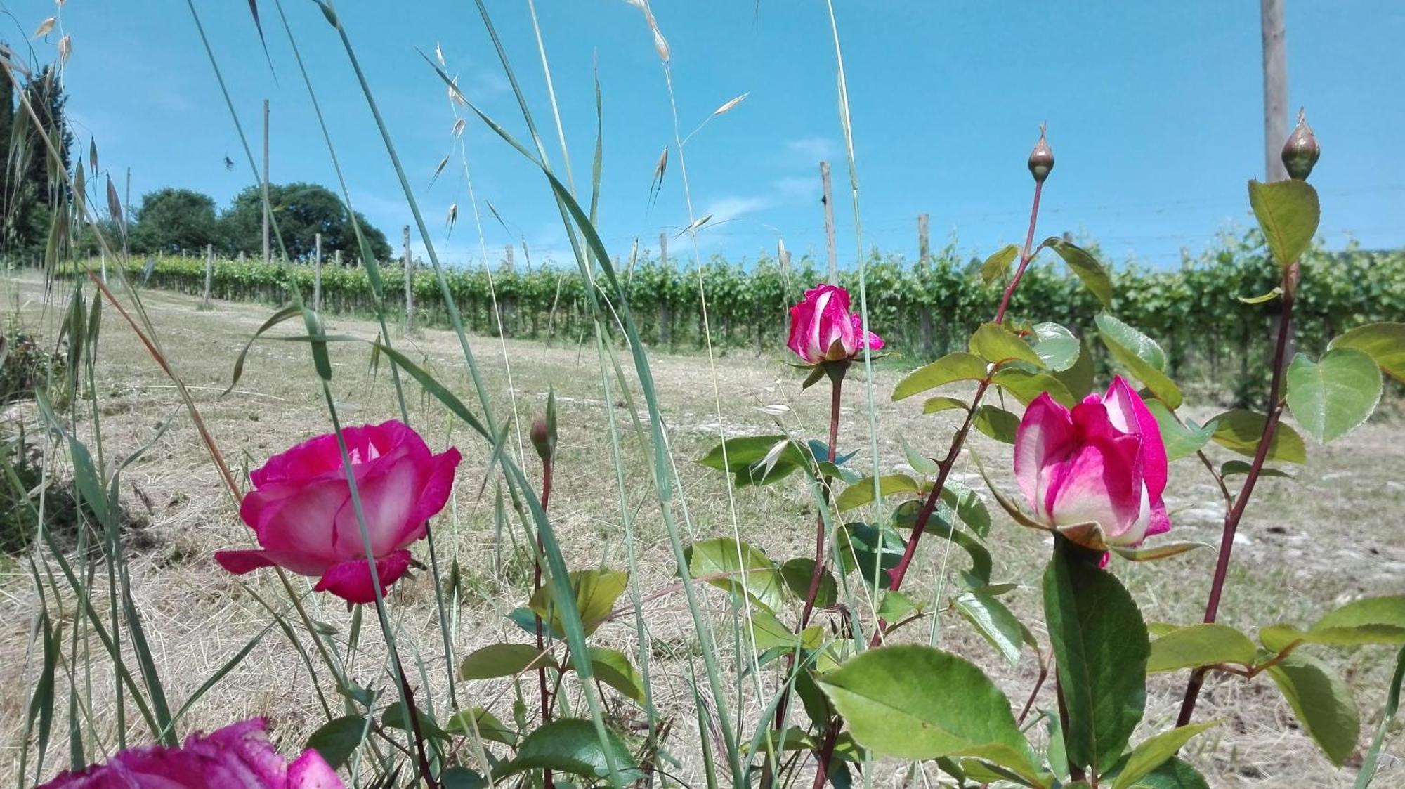Villa Buonasera Agriturismo Greve in Chianti Eksteriør billede